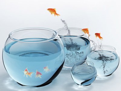 风水鱼什么最好