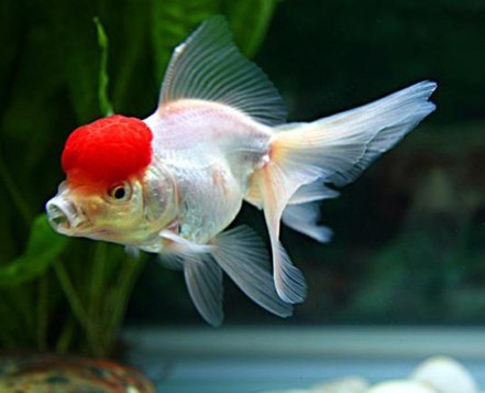 办公室养鱼的风水