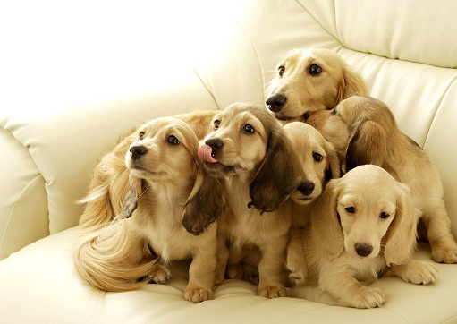 你家屋内适宜饲养狗吗?