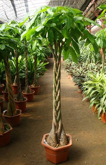 发财树怎么养才能让你的财运泛滥