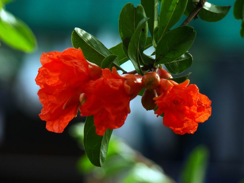 六月开什么花 6月开什么花