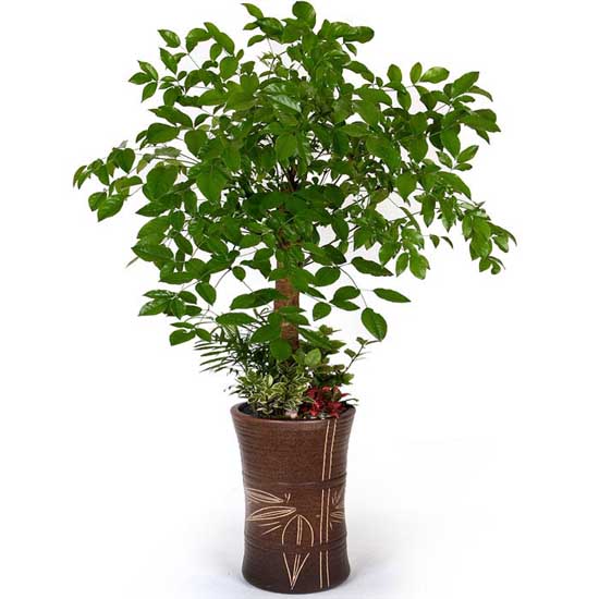 家中财位摆对植物 横财滚滚来