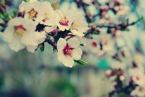 什么叫命犯桃花